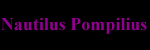 Nautilus Pompilius